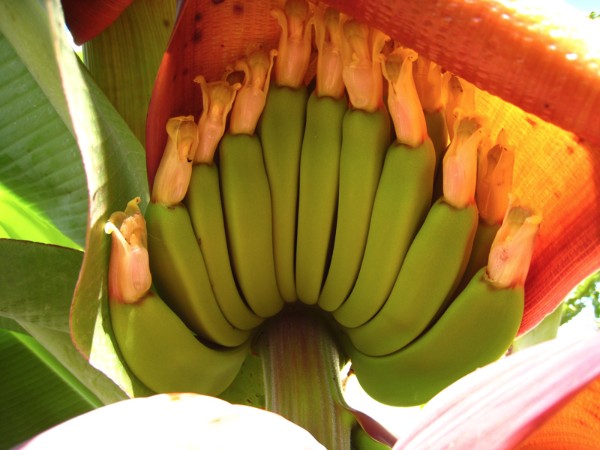 banana-flowers