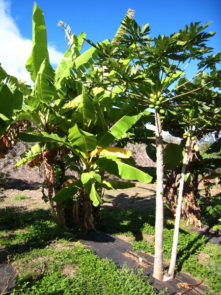 beautiful-banana-leaves