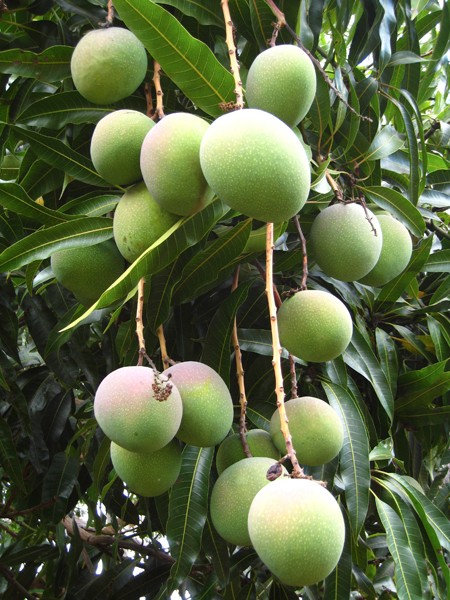 beautiful-mangos