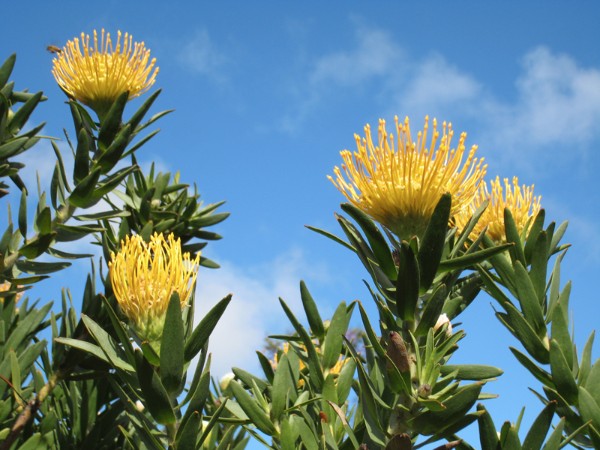 golden-protea-with-bee