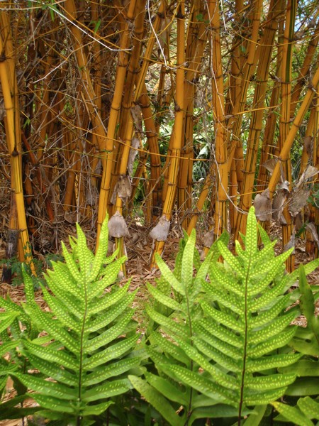 golden-stripe-bamboo-with-fern