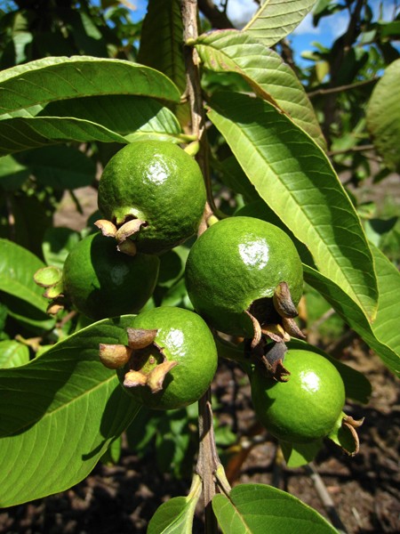 more-guavas