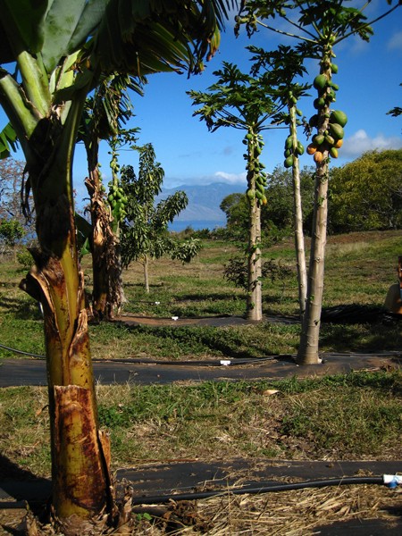papayas-and-bananas