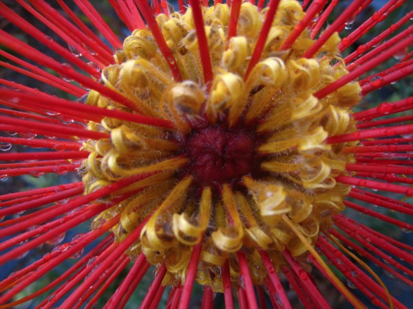rare-pincushion-protea