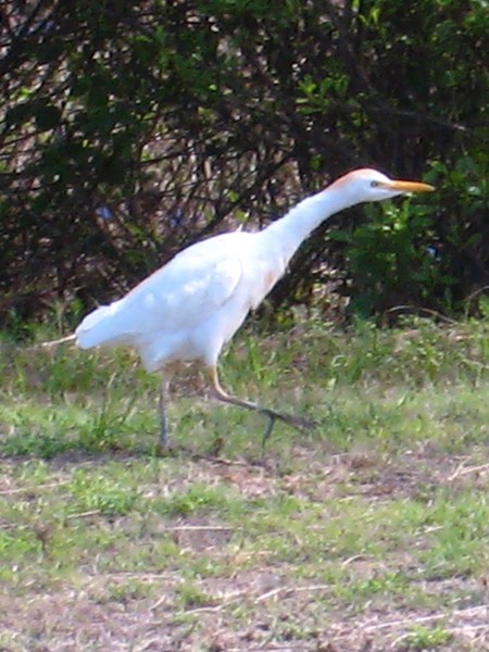 sacred-egrets