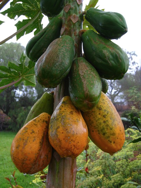 sumtuous-papayas