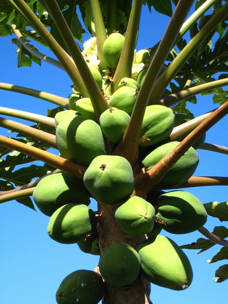 the-most-delicious-papaya-tree